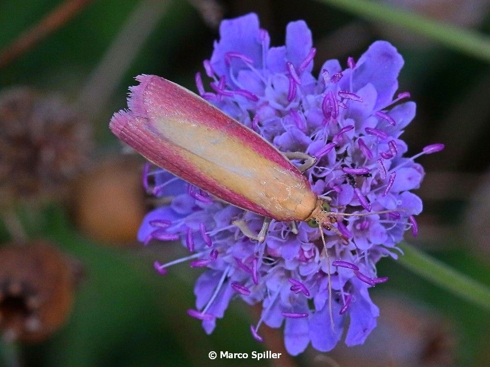 Falena da determinare - Oncocera semirubella, Pyralidae
